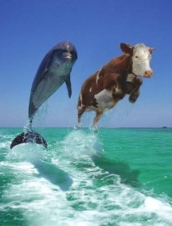 Not both dolphins